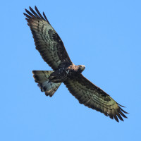 European Honey-buzzard